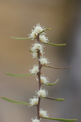 Hakea carinata