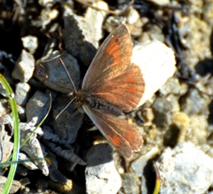 Erebia tyndarus