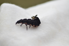 Nyctophila reichii