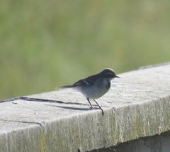 Motacilla capensis capensis