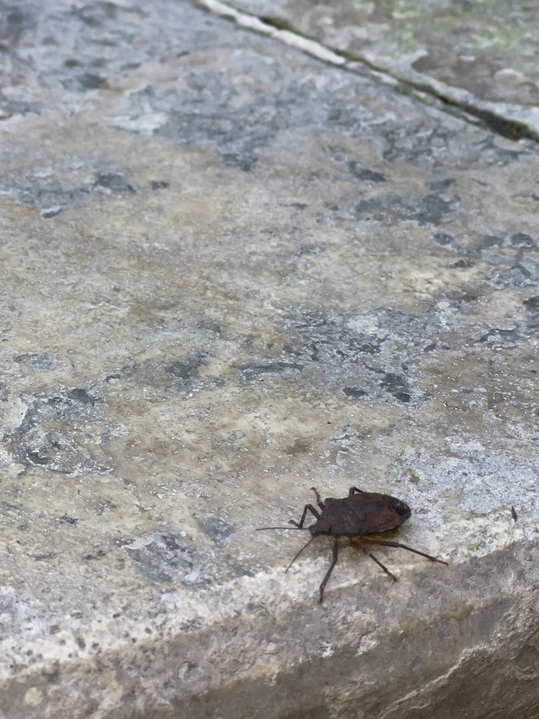 Almond Stink Bug from Soran-Khalifan Road, Erbil, IQ on October 7, 2022 ...
