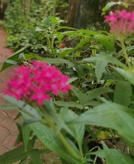 Pentas
