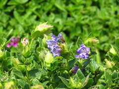 Strobilanthes sessilis