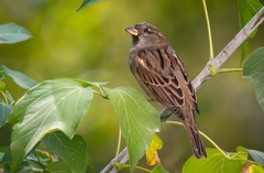 Passer domesticus