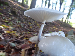 Oudemansiella mucida