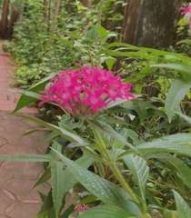 Pentas