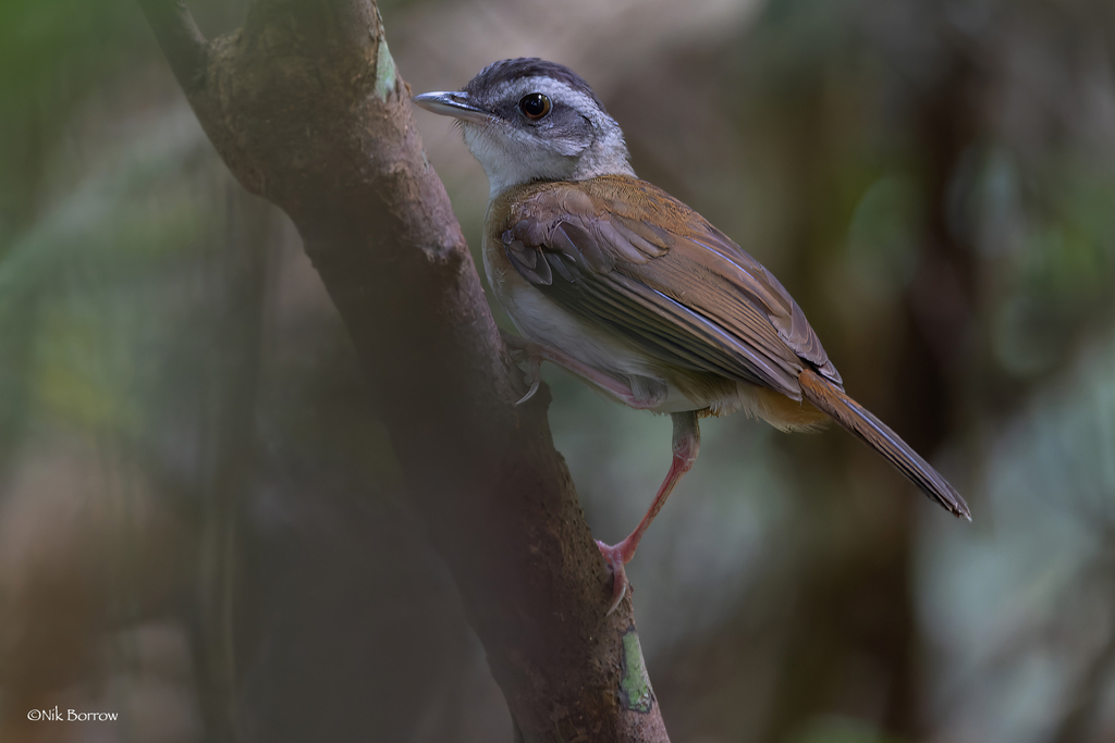 Thrush Babbler photo