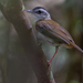 Blackcap Illadopsis - Photo (c) Nik Borrow, some rights reserved (CC BY-NC), uploaded by Nik Borrow