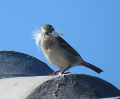 Passer melanurus melanurus