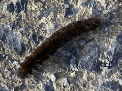 Macrothylacia rubi