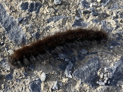 Macrothylacia rubi