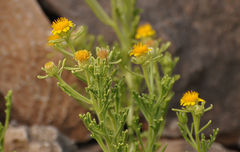 Limbarda crithmoides