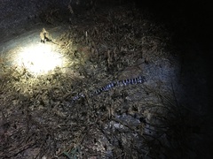 Bungarus multicinctus