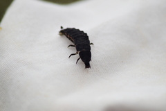 Nyctophila reichii