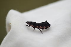 Nyctophila reichii