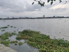 Pontederia crassipes