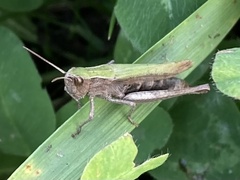 Chorthippus dorsatus