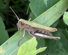 Chorthippus dorsatus