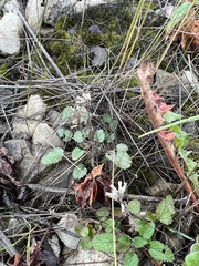 Dracocephalum nutans