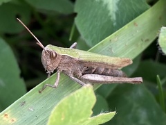 Chorthippus dorsatus