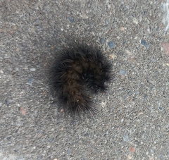 Spilosoma lubricipeda