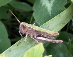 Chorthippus dorsatus