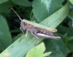 Chorthippus dorsatus