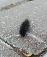 Spilosoma lubricipeda