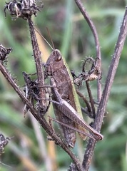 Chorthippus dorsatus