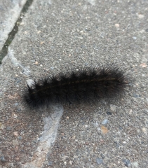 Spilosoma lubricipeda