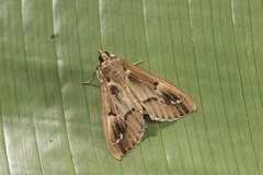 Diaphania costaricalis