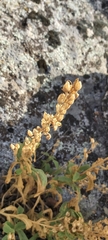 Amaranthus deflexus