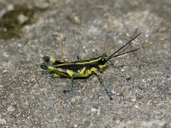 Traulia ornata iriomotensis