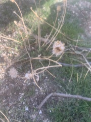 Centaurea melitensis