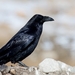 Tibetan Common Raven - Photo (c) Татьяна Меньшикова, some rights reserved (CC BY-NC), uploaded by Татьяна Меньшикова