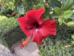 Hibiscus rosa-sinensis