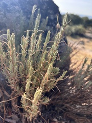 Lavandula pedunculata