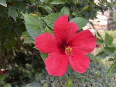 Hibiscus rosa-sinensis