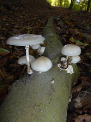 Oudemansiella mucida