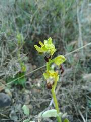 Ophrys fusca