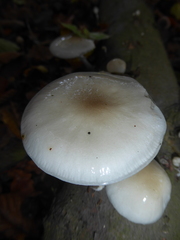Oudemansiella mucida