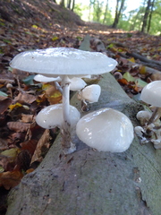 Oudemansiella mucida
