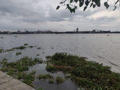 Pontederia crassipes