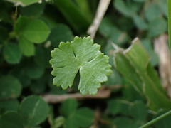Hydrocotyle batrachium