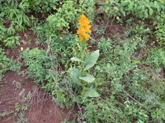 Dichromanthus aurantiacus