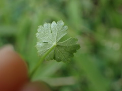 Hydrocotyle batrachium