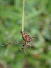 Hydrocotyle batrachium