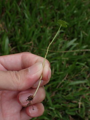 Hydrocotyle batrachium