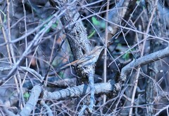 Cercotrichas leucophrys