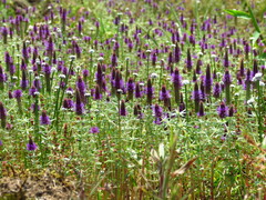Pogostemon deccanensis